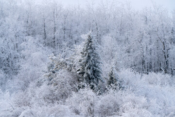 Winter Scene Manitoba