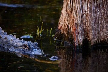 Bird in the Everglades