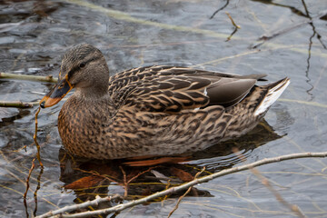 female brown duck, Anas platyrhynchos, swimming in lake, close up.