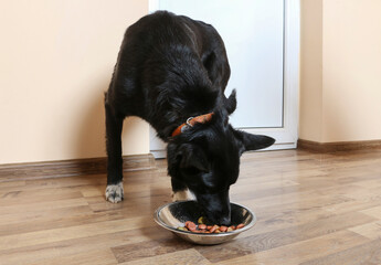 A dog eats his food from the bowl.