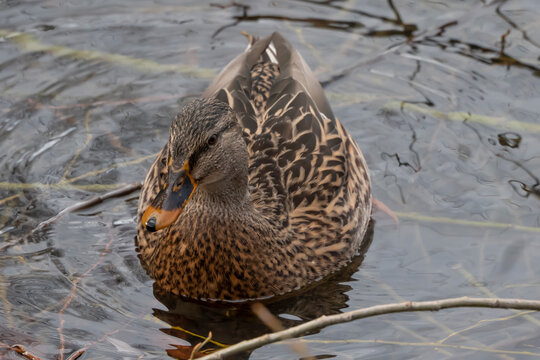 female brown duck, Anas platyrhynchos, swimming in lake