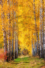 Fototapeta premium Birch grove on sunny autumn day, beautiful landscape through foliage and tree trunks