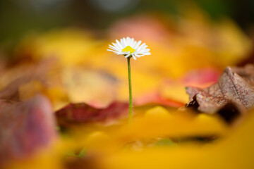 Isolated daisy flower growing out of bed of dead leaves of yellow ironwood tree - obrazy, fototapety, plakaty