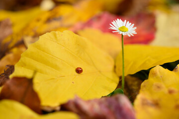 Isolated daisy flower growing out of bed of dead leaves of yellow ironwood tree with ladybug