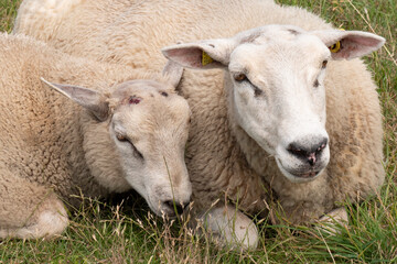 Naklejka na ściany i meble Portrait of two sheep lying on a meadow