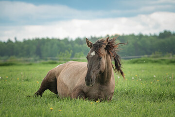 A beautiful thinning horse lies on the grass of a collective farm pasture.