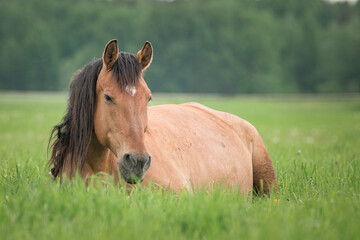Obraz premium A beautiful thinning horse lies on the grass of a collective farm pasture.