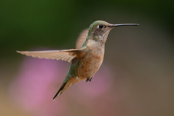 Fototapeta na wymiar Rufous Hummingbird mid-flight