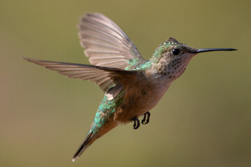 Fototapeta premium Rufous Hummingbird mid-flight