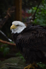 Fototapeta premium bald eagle in the zoo