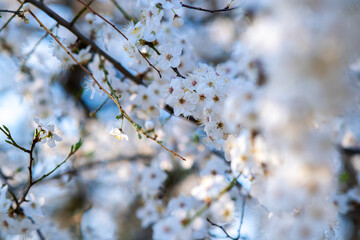 Fruit tree twigs with blooming white and pink petal flowers in spring garden