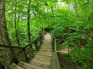 path in the forest