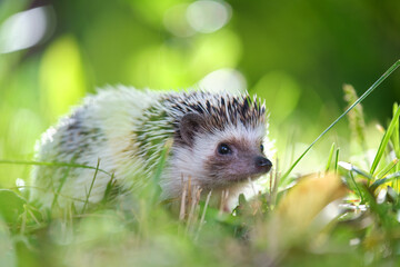 Small african hedgehog pet on green grass outdoors on summer day. Keeping domestic animals and...
