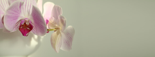 Close up Pink phalaenopsis orchid flower on gray. Selective soft focus. Minimalist still life....