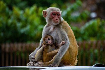 Monkey with its baby sitting on a car roof
