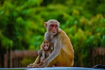 monkey and its baby sitting together in an embrace