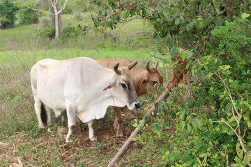 vinales valley in cuba