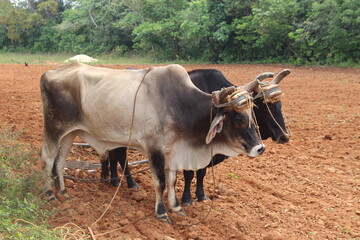 vinales valley in cuba