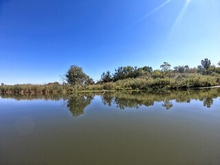 reflection of trees in water