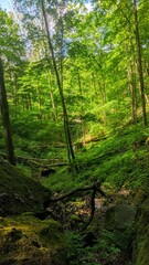 forest in the morning