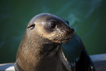 Portrait (close-up) of a fur seal at Walvis Bay, Namibia