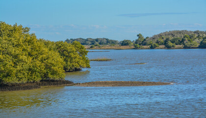 Fototapeta na wymiar The Mangroves in the Cedar Key National Wildlife Refuge of Cedar Key, Levy County, Florida