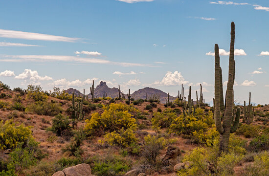 Spring Landscape Image At Browns Ranch Trailhead In Scottsdale, Arizona © Ray Redstone