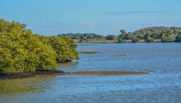 The Mangroves in the Cedar Key National Wildlife Refuge of Cedar Key, Levy County, Florida