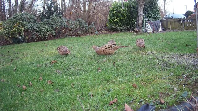 Gruppe mehrerer weiblicher Fasane (Phasanius colchicus) sucht im Garten nach Futter