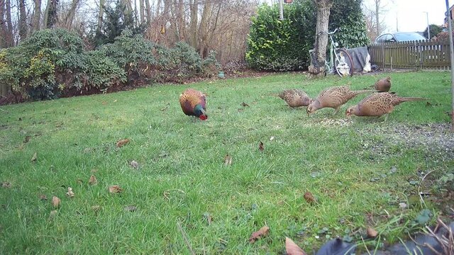 Gruppe mehrerer Fasane (Phasanius colchicus) sucht im Garten nach Futter
