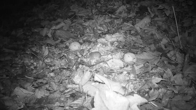 Maus (vermutlich Waldmaus - Apodemus sylvaticus) an der Futterstelle f&uuml;r V&ouml;gel