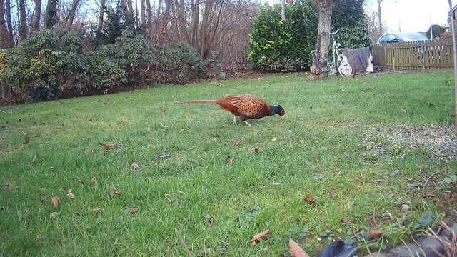m&auml;nnlicher Fasan (Phasianus colchicus) vom Typ colchicus sucht im Garten nach Futter