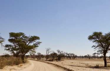 Fototapeta premium Dirt road in the Kgalagadi
