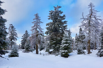 schneebedeckter Wald im Winter