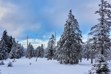 Winterlandschaft im Harz