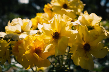 Fototapeta premium yellow flowers