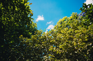 leaves against blue sky