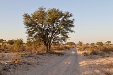 Dirt Road of the Kgalagadi