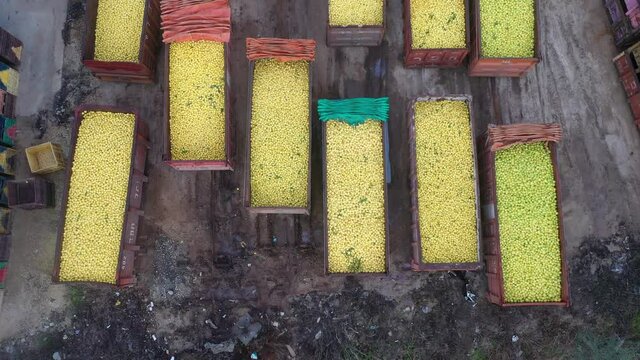 Containers full of lemon fruits