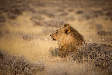 A lion lies in the grass in Etosha National Park, Namibia.