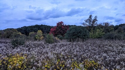 field of flowers