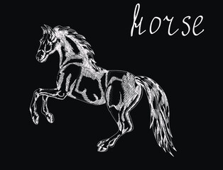 Horse, animal chalk vector character and lettering isolated on dark background. Concept for logo, print, cards
