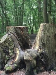 old tree trunk in a woodland