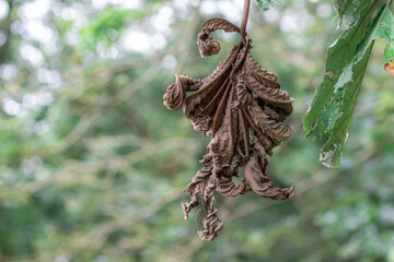Fotografia de Folhas