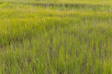 Charleston Marsh, South Carolina