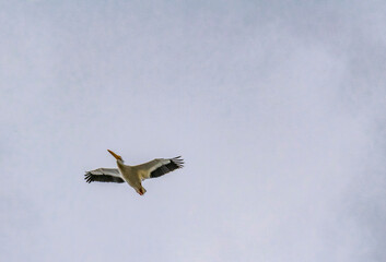 Pelican in Flight