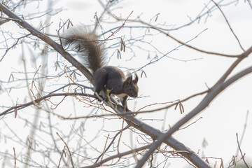 eichhörnchen, eichkatzerl, baum, natur, sitzt, großaufnahme, braun, ast, 