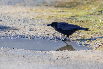 A crow drinks water at a puddle on a dirt road