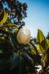 Magnolia flower