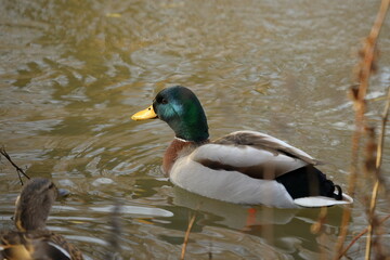duck swimming in a river